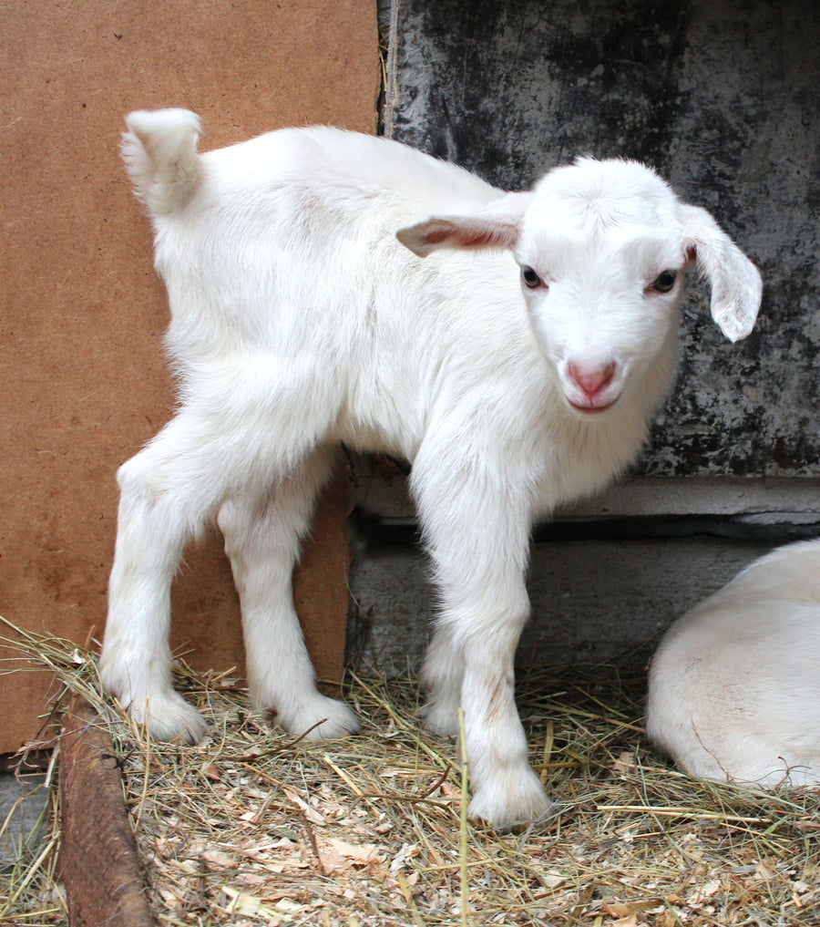 white goat with a little kid baby animals on the farm