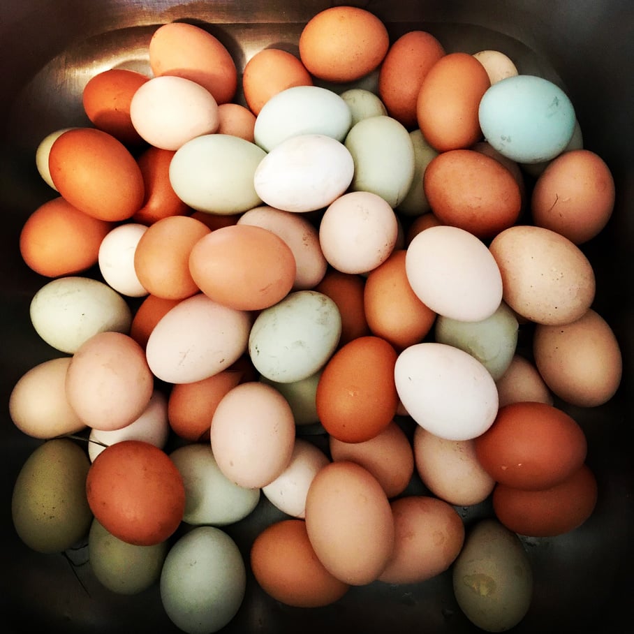 Eggs